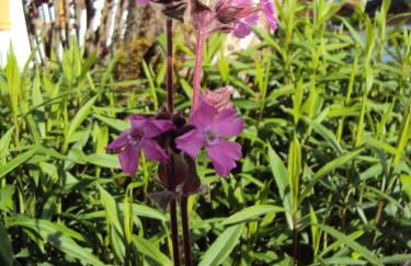 Gästehaus Fischer - Foto 10