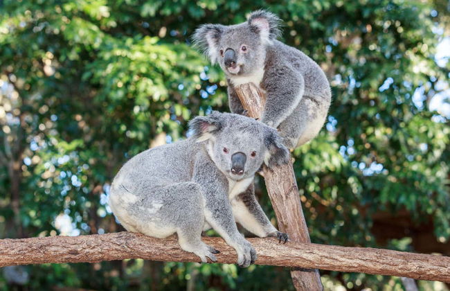 Currumbin Wildlife Sanctuary Ticket - Foto 8