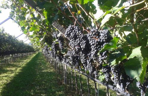 Residence La Colombera - Foto 49