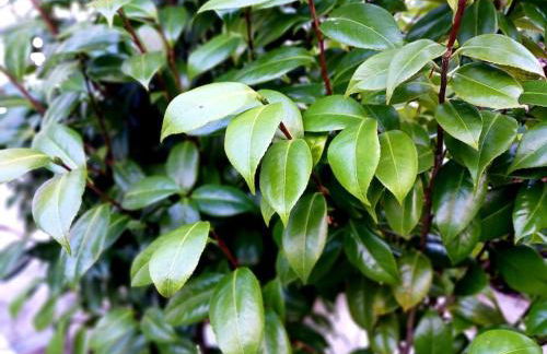 Casa Império - Azorean Boutique House - Photo 12