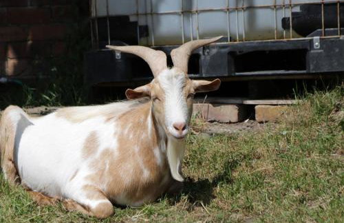 Foulsyke Farm Cottage - Foto 33