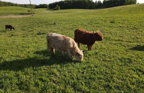 Highland Warmia - Gospodarstwo agroturystyczne - Foto 48