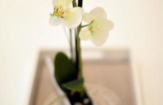 Lumi Primorska - Bright & Peaceful Courtyard Apartment - Foto 40