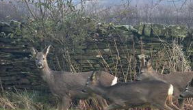 Bents Holiday Cottage, parking and country views - Foto 3