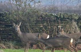 Bents Holiday Cottage, parking and country views - Foto 3