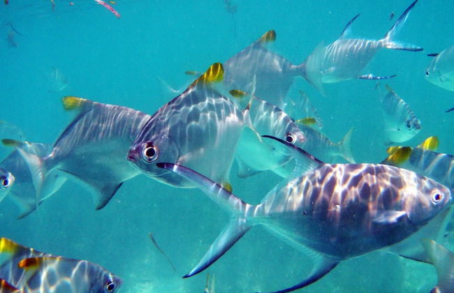 Fairytern Chalets - Photo 4