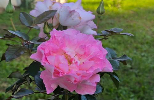 Les Treilles de Salies - Studio au calme - Foto 22