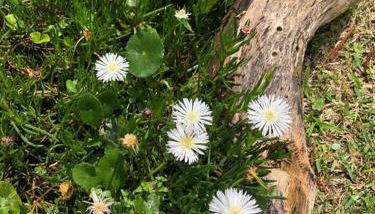 JoaquinaHouse Paraíso exclusivo, acesso a praia - Foto 5