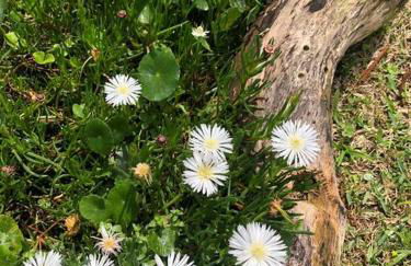 JoaquinaHouse Paraíso exclusivo, acesso a praia - Foto 5