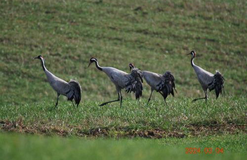 Siedlisko na Górce - Foto 52