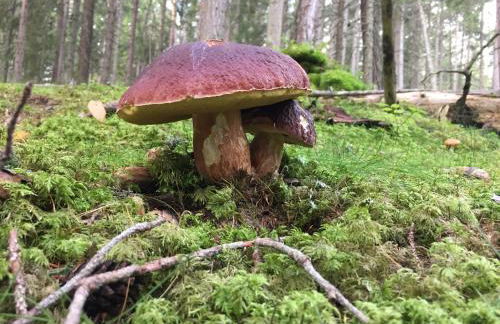 Alpinus Agriturism - Photo 66