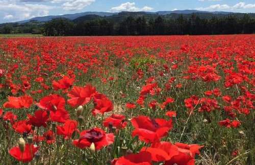 Côté Terrasse - Foto 28