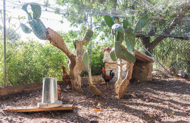 Vista Alegre in Manacor - Photo 31