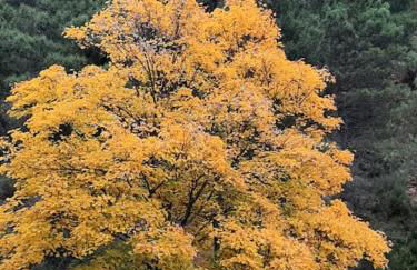 H(a)ver as Faias - Foto 34