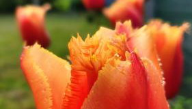 Tiny house Dora - Foto 4, Garden