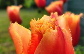 Tiny house Dora - Foto 4