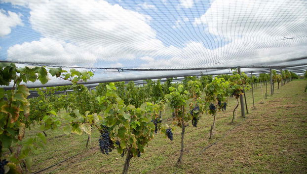 Visit to Bodega Gamboa Winery - Photo 2