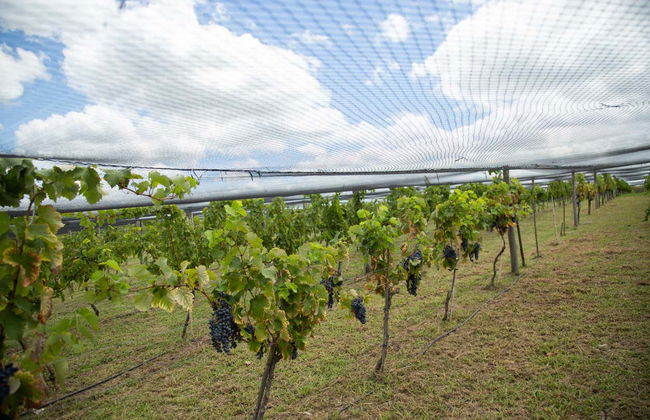 Visit to Bodega Gamboa Winery - Photo 2