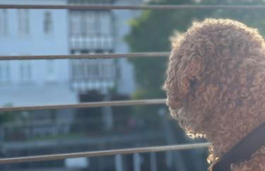 Sonniges Hinterhaus OG Innenstadt - Foto 19