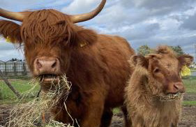 Kaszuby, agroturystyka z alpakami- pokój z łazienką - Foto 1