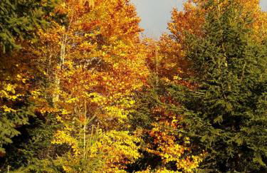 Charlys Bleibe Gastunterkunft inmitten der Natur - Foto 24