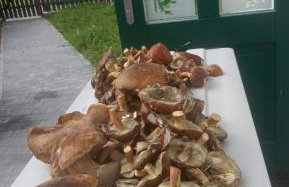 Zielona Przystań - Foto 17