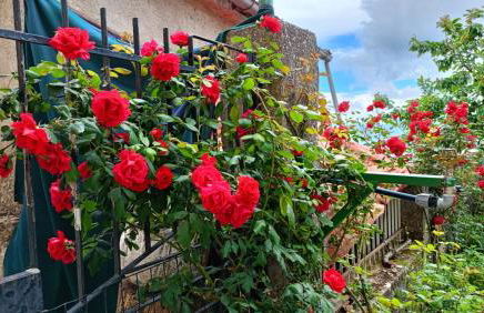 Locazione turistica" La Rupe" - Foto 30