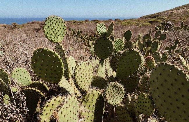 Malibu de van Volkswagen + Degustação de vinhos - Foto 7