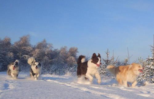 Agroturystyka Wiąz - Wypoczynek blisko z przyrodą i zwierzetami - Foto 8