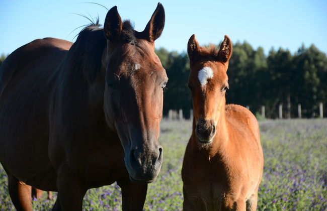 Estancia La Violeta - Foto 61