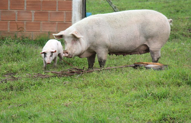 Rancho Ventura - Foto 54