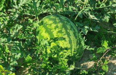 Rocca Verde - Foto 40