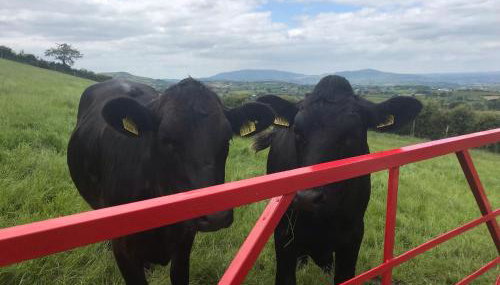 Mc Courts Cottage & Barn - Foto 2