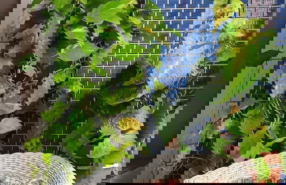 Apt 2 quartos com varanda próximo Praça Casa Forte o bairro mais agradável do Recife ARN901 - Foto 35