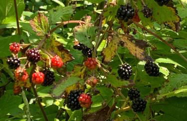 The Briar House - Foto 31