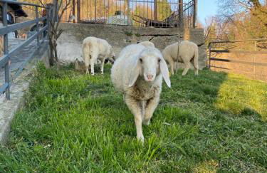 Come una volta farm - Foto 24