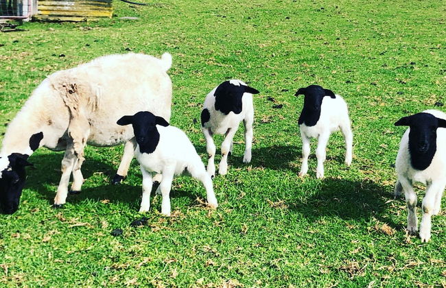 Turicum Chalets AT Monkey Rock Winery - Photo 33