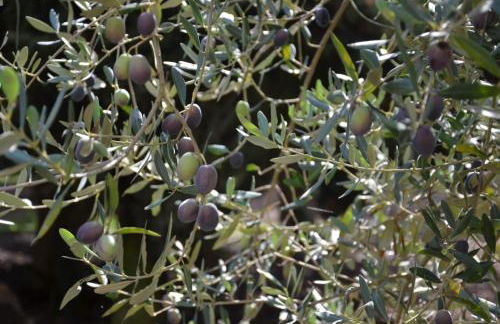 Villa Alchea Locazione Turistica - Foto 8