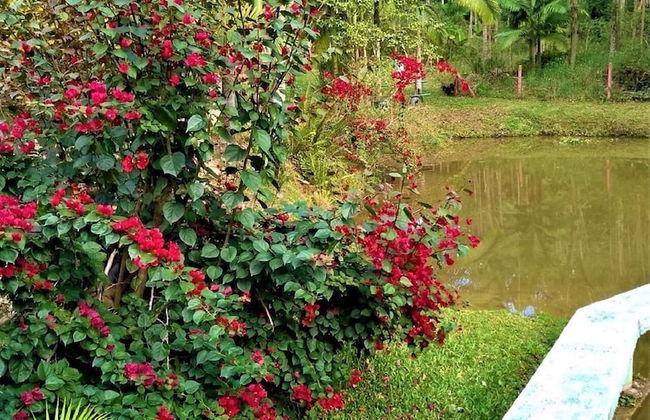 Sitio Libardo - Nova Trento - SC - Foto 54