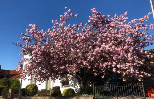 Cherry Tree - Foto 1