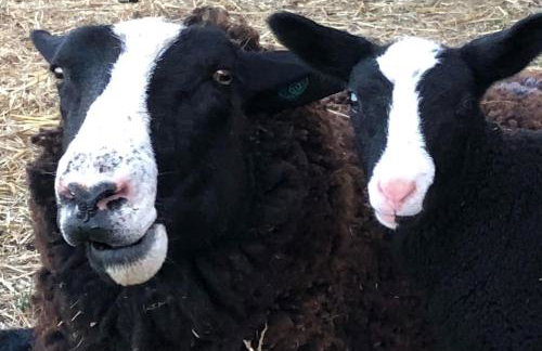 Whittlewood Shepherd's Hut in Silverstone, Cosy, Rural, Views - Photo 17