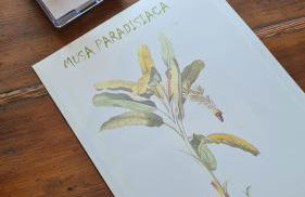 Musa Paradisiaca 6, un angolo tropicale a Torino - Foto 6