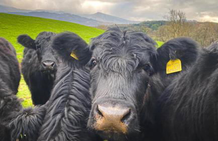 MotoCamp Wales -Camping Pods - Foto 24