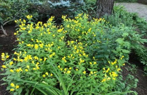 Harvard House-The Gathering Place - Foto 71