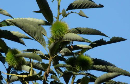 Los Prejones - Photo 32