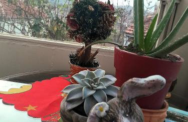 Tanias House - Foto 34