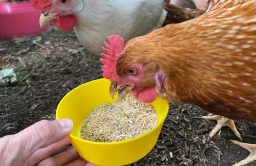 Elas's Hof - 52Nord - Foto 19