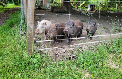 Ferienwohnung Landidyll, Whirlpool, Minipigs, Ponys, Familien - Foto 31