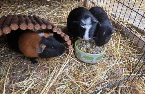 Gemütliche Ferienwohnung mit Sonnenterrasse - Foto 47