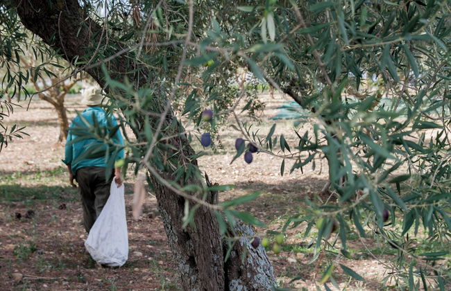 Fontes Episcopi - Foto 21